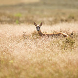 Roe deer